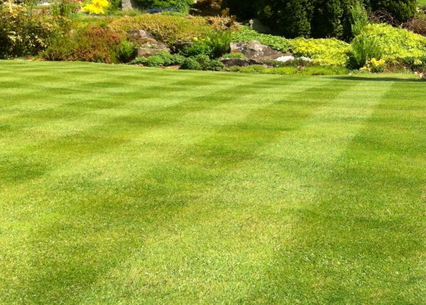 Cost of Commercial Grass Cutting in Renton