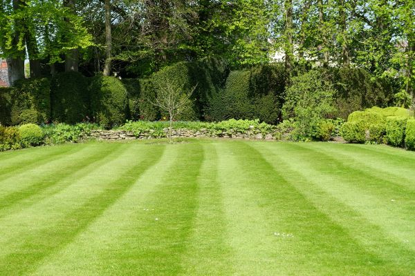 Grass Care Service in Renton
