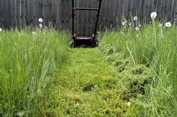 Cost of High Grass Mowing in Renton