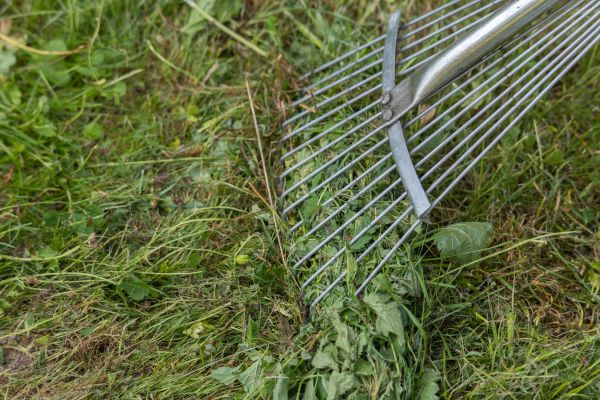 Thatch Raking in Renton