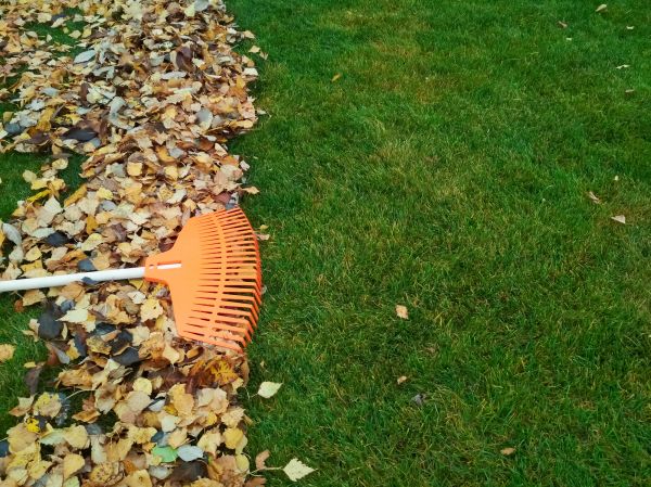 Fall Lawn Care in Renton