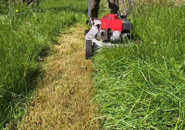 Leaf Mowing in Renton